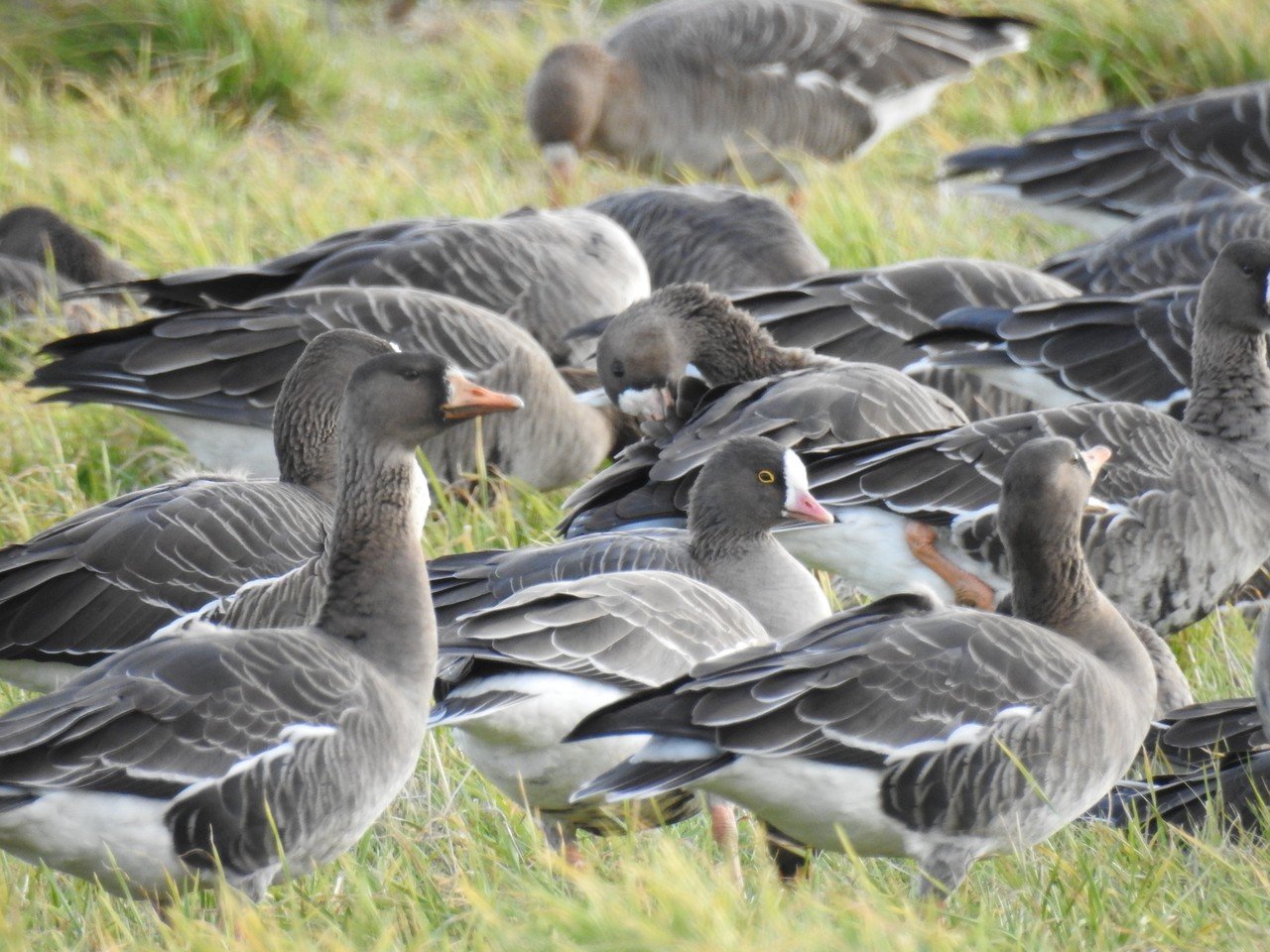カリガネ研究のスタートライン 澤祐介 渡り鳥調査中 Note カリガネ研究のスタートライン 澤祐介 渡り鳥調査中 Note