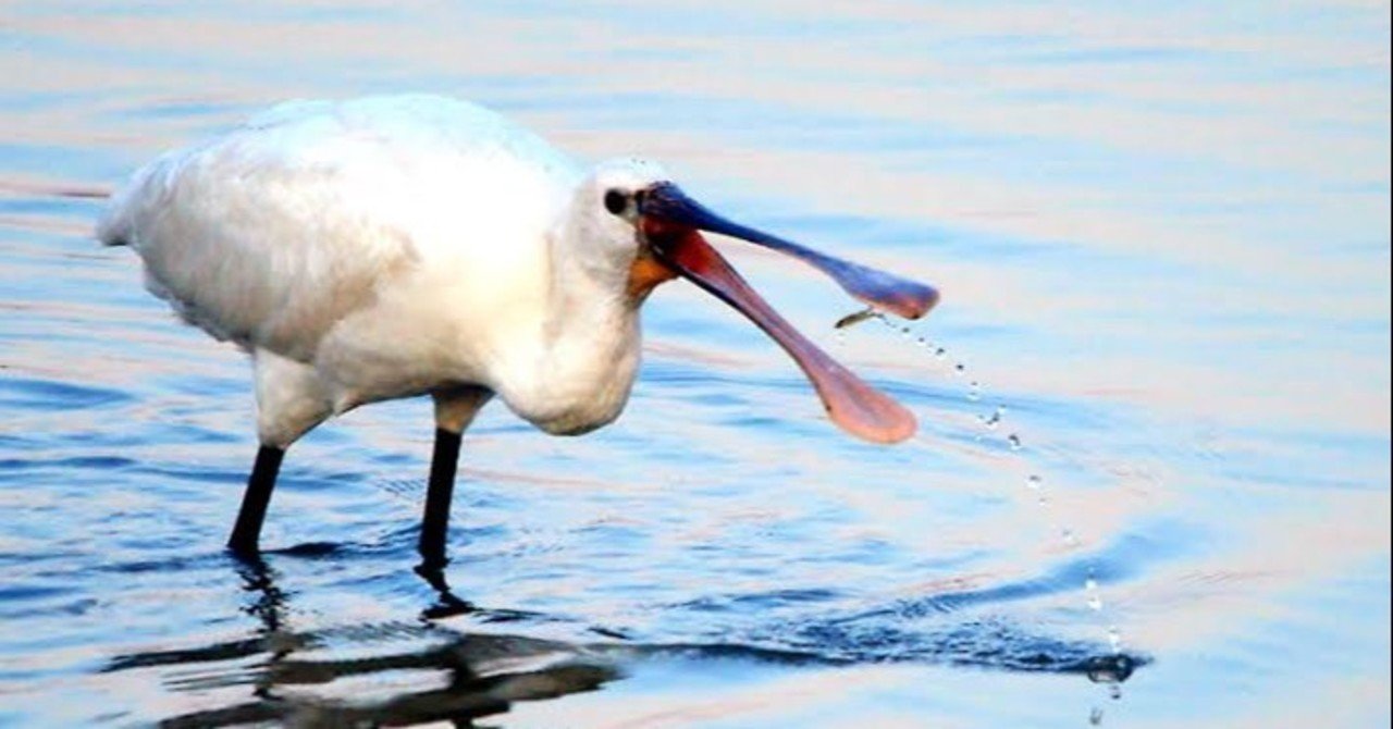 第1371回 水辺の珍しいクチバシの鳥 翆野 大地 Note