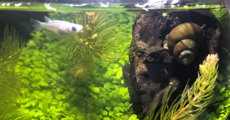 ボトルアクアリウムで大量出産 みかんの缶づめ Note ボトルアクアリウムで大量出産 みかんの缶づめ Note