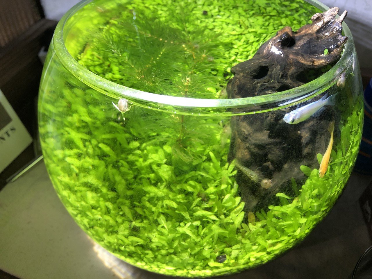 ボトルアクアリウムで大量出産 みかんのバランスライフ Note