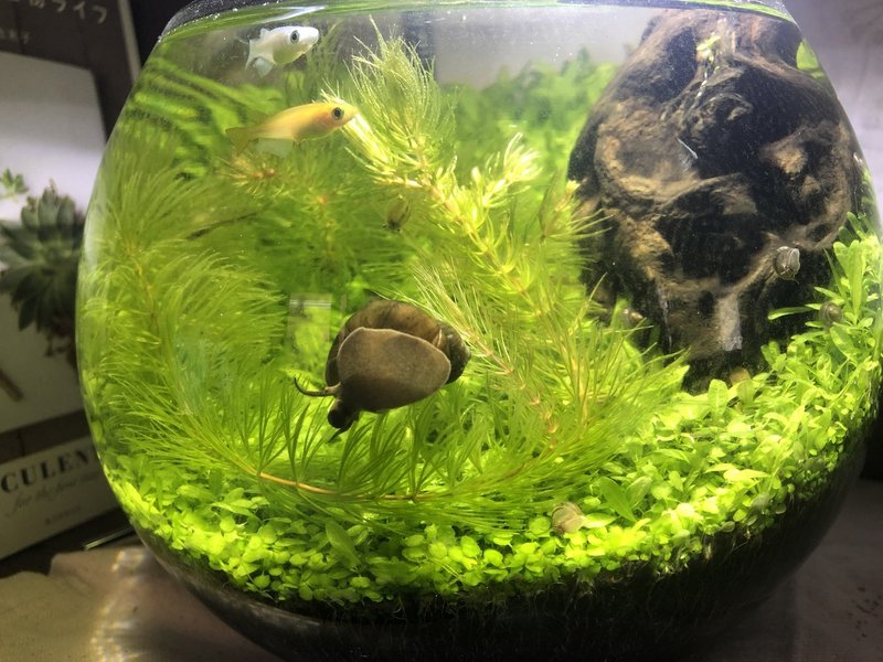 ボトルアクアリウムで大量出産 みかんのバランスライフ Note