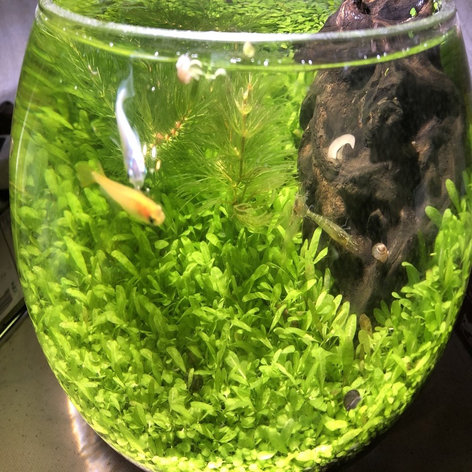 ボトルアクアリウムで大量出産 みかんのバランスライフ Note