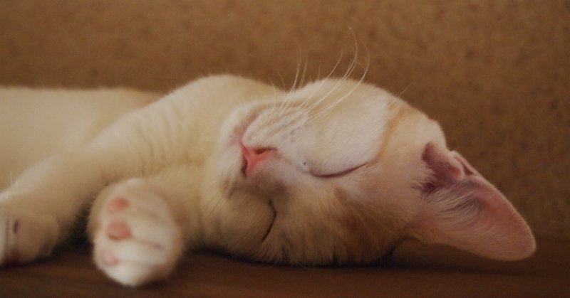三毛猫のみーこ Urajo Note