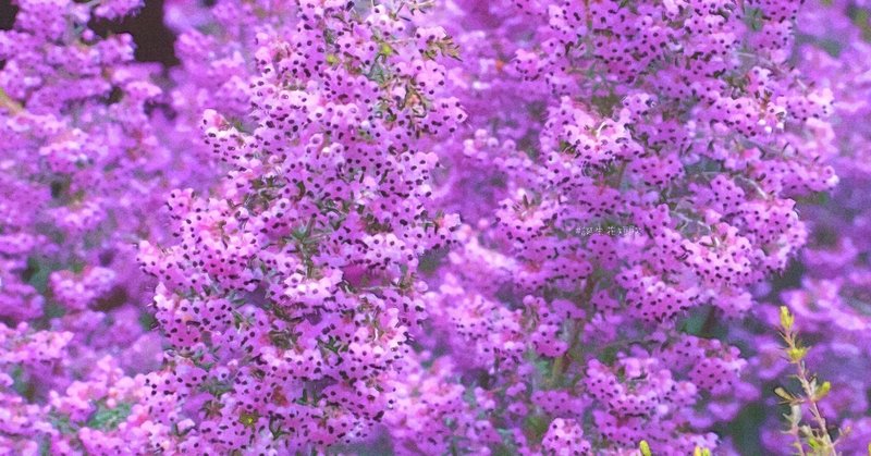 12月5日 誕生花は淡雪エリカ 誕生花短歌 御子柴 流歌 Note
