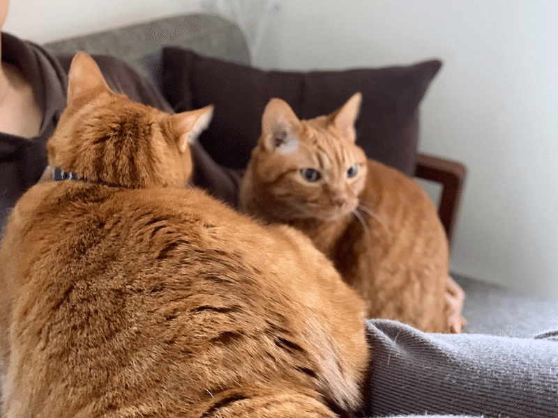 猫のためのクッション みずのさちこ Note 猫のためのクッション みずのさちこ Note