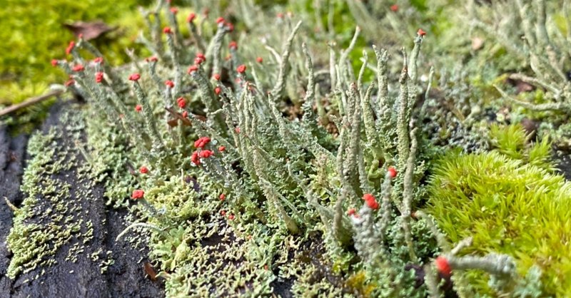 色んな苔の種類を紹介する その2 Noriaki Kawanishi 黒崎base半農style Note 色んな苔の種類を紹介する その2 Noriaki Kawanishi 黒崎base半農style Note