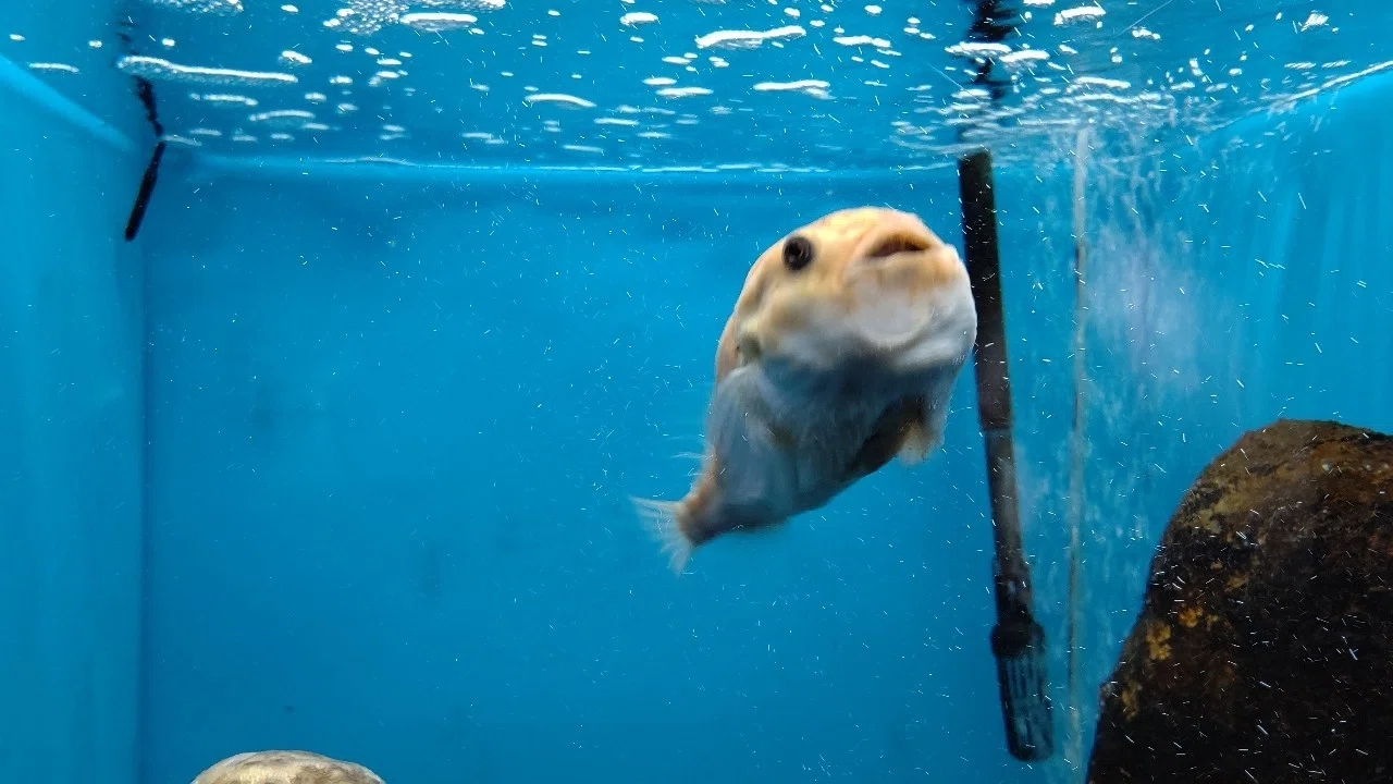 水族館が好き かおる子 Note