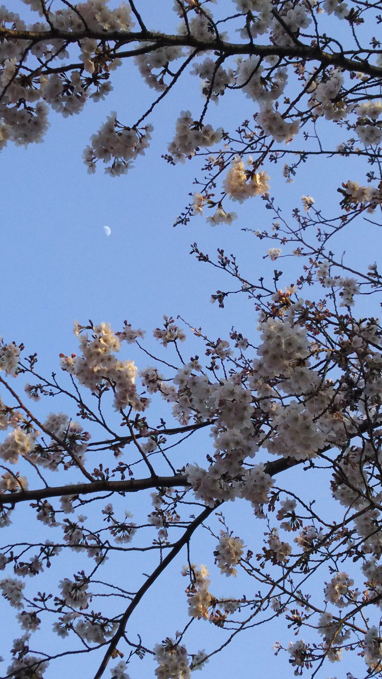 好きな事を 好き以外の もっと深くて 強い感情で表現するとするならば どんな言葉になるのだろう と 愛を越えた なにか それが命なのかもしれない そら かたるもの Note