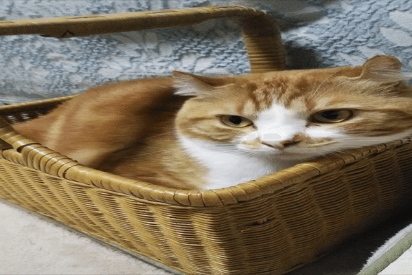 立ち耳スコティッシュフォールド の新着タグ記事一覧 Note つくる つながる とどける