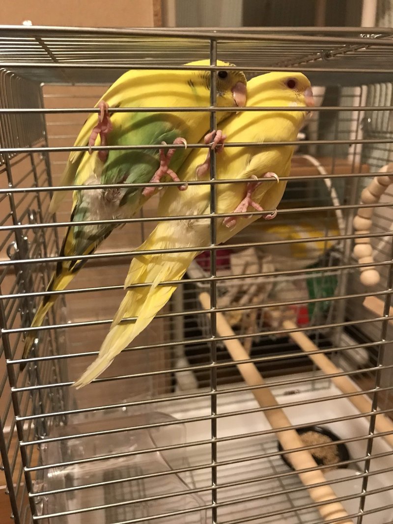鳥の習性 インコまるけ Note