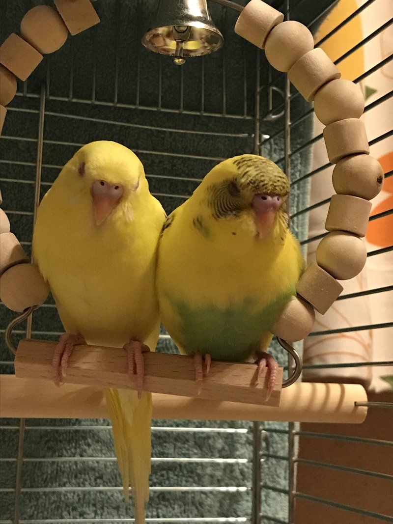 鳥の習性 インコまるけ Note