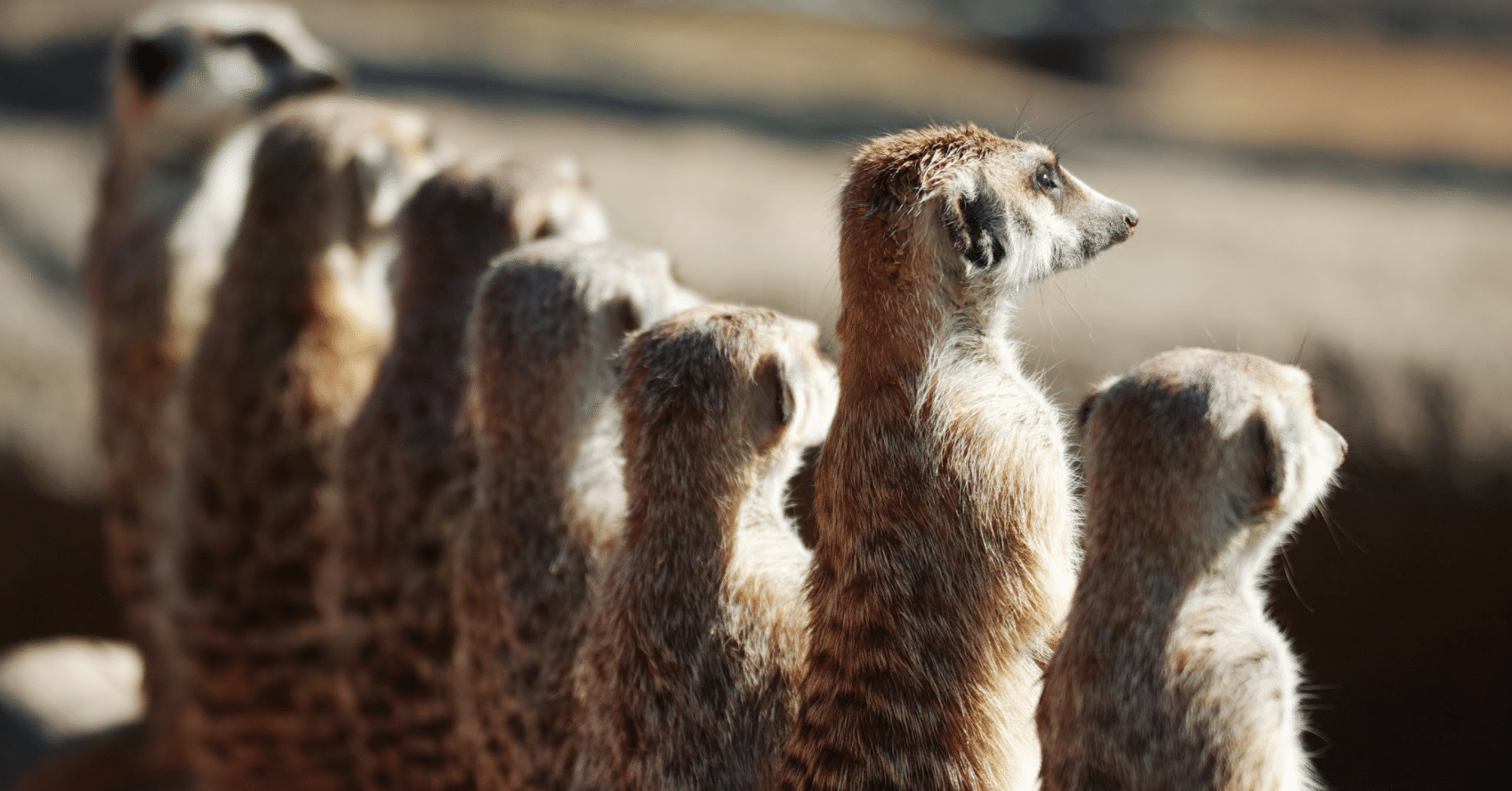 ミーアキャット ≪3月の新商品≫こっちむいてミーアちゃん-NEW ITEM！｜アミューズ最新情報