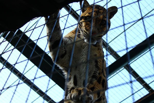 目線をいただいた写真たち。Ｈ25.2天王寺動物園