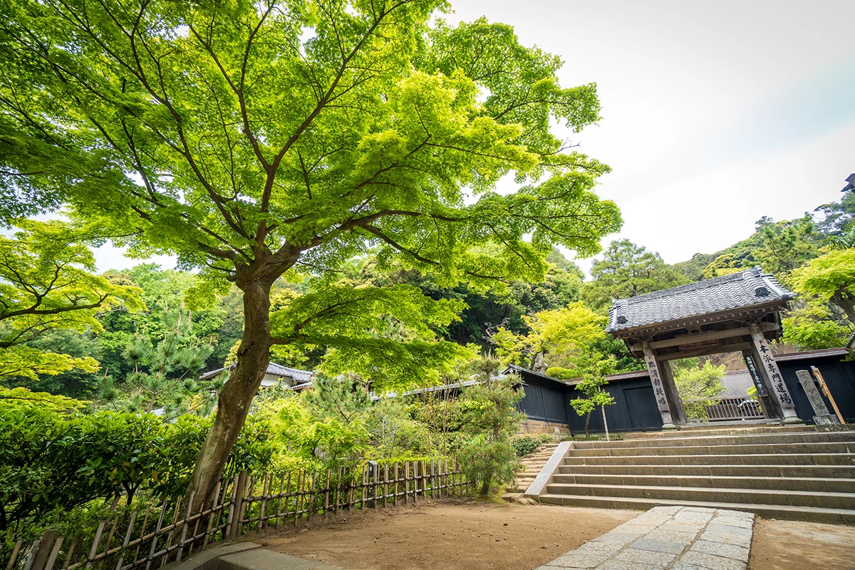 「真作」　円覚寺派龍雲院・【小池心叟】　雷門布鼓　横幅　掛軸　円覚寺　横田南嶺 の 人気アイテムランキング 「真作」 円覚寺派龍雲院・【小池心叟