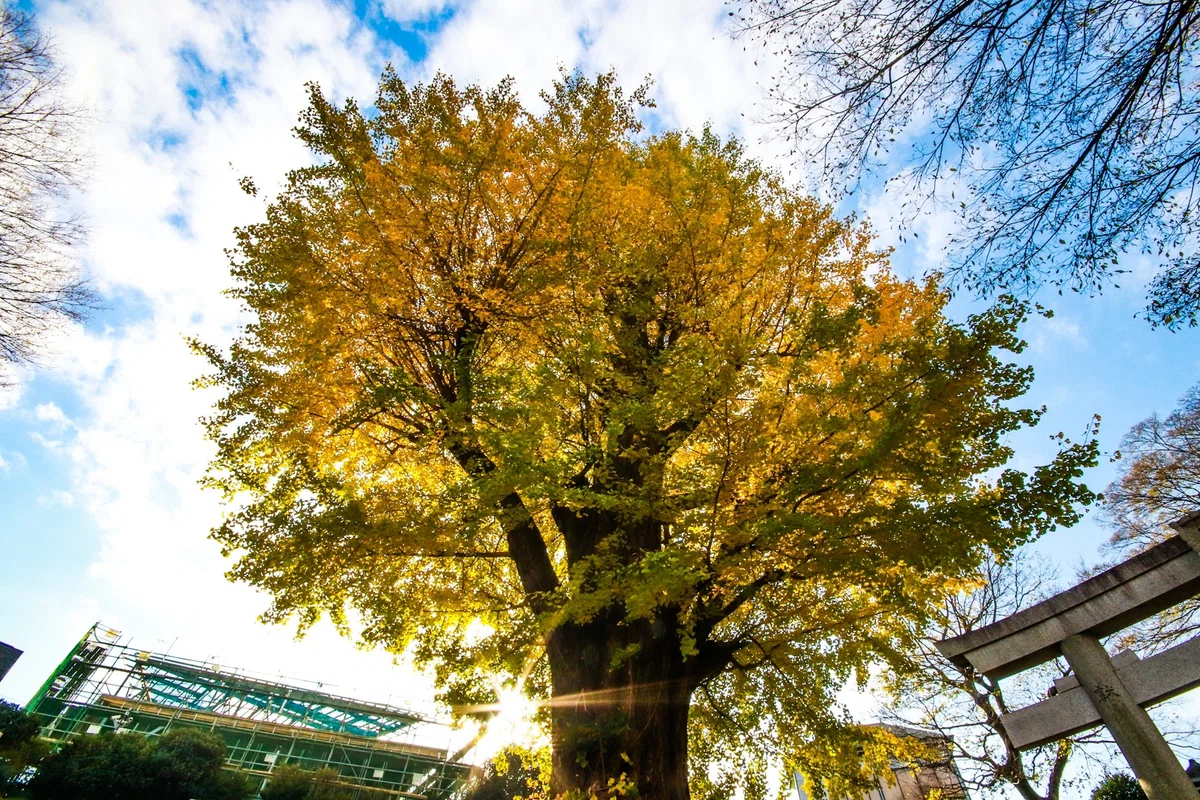 画像