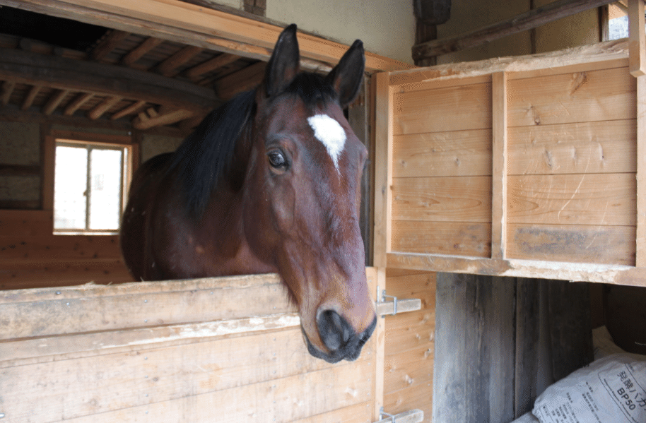 ルーカスの馬房