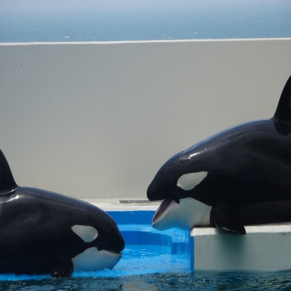 かわいいシャチの赤ちゃん