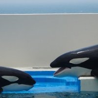 シャチのランのお話 わかとら Note シャチのランのお話 わかとら Note