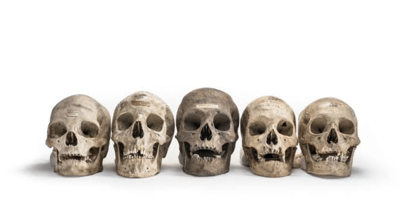 森カリオペとペルソナと人種と思想 双頭の隼 note