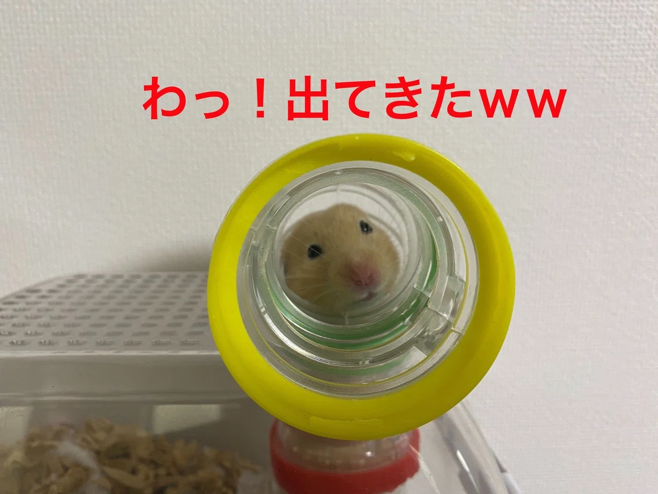 ハムスター飼育日記226日目と139日目（2020/12/6）｜サトウショウヘイ