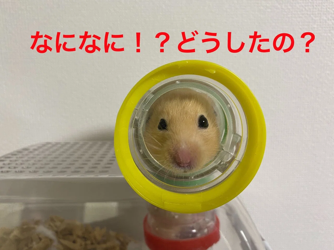ハムスター飼育日記226日目と139日目（2020/12/6）｜サトウショウヘイ