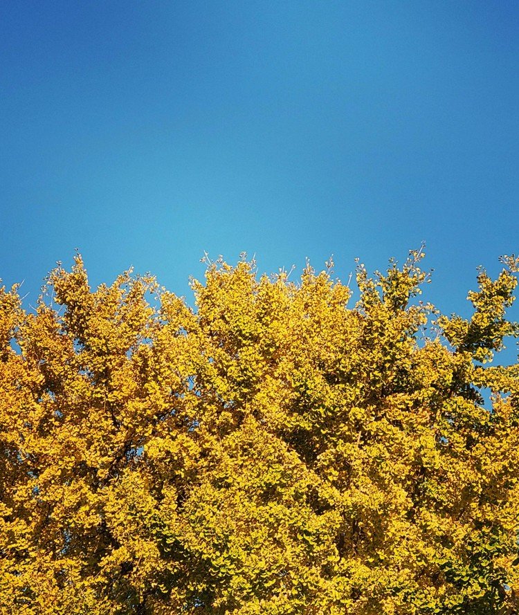 おはよーございます。

ハレゾラ。
色とテクスチュアの見本帖みたいな景色。
コレも秋の独特。お得。

楽しい1週間を。


#sky #autumn #tree #love #moritaMiW #空 #秋 #銀杏 #佳い一日の始まり
