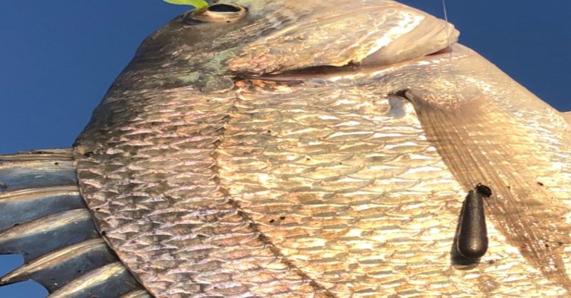 魚を釣りたい欲求は底なし の新着タグ記事一覧 Note つくる つながる とどける 魚を釣りたい欲求は底なし の新着タグ記事一覧 Note つくる つながる とどける