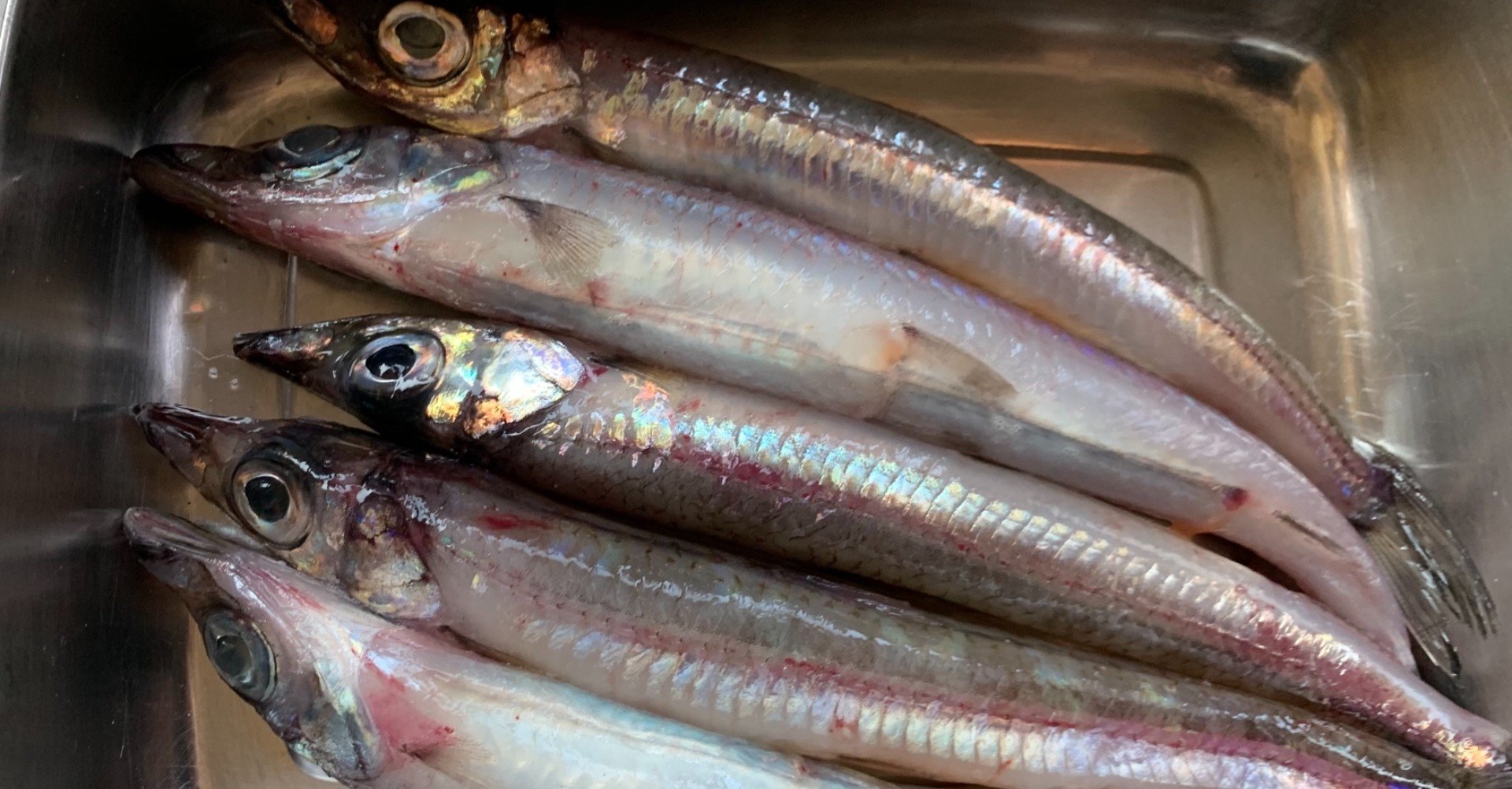 底引き網漁とメギス かないわレシピ Note