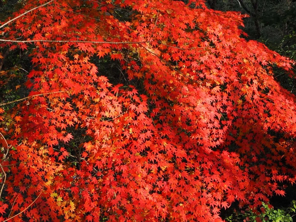 画像26