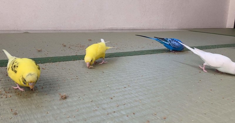 ピョンピョン カサカサ 可愛いインコの足音 インコまるけ Note