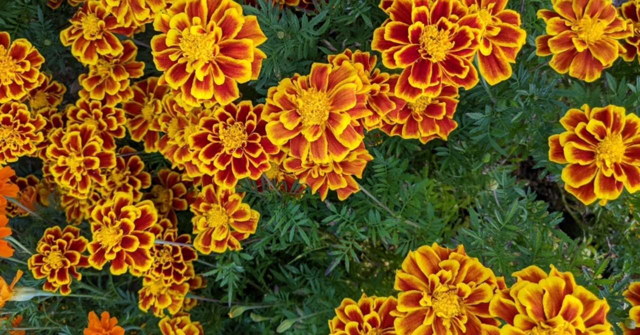 季節の花図鑑 2 はらん Note 季節の花図鑑 2 はらん Note