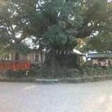 倉沢繭樹