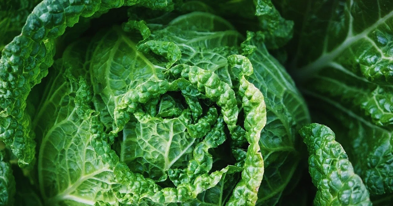 This Week s Recommended Vegetables Starting December 7th This Week s Recommended Vegetables Starting December 7th