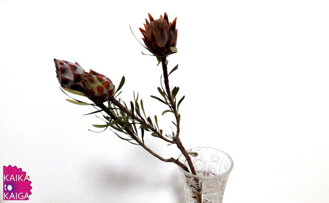 50本 リューカデンドロン プルモサス リューカデンドロン プルモサス