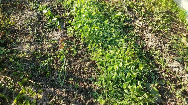 11月に植え付けたタマネギ苗。もとが貧弱な感じだったのでさすがに全部と言うわけには行きませんでしたが、ある程度シッカリしてきました。去年は雑草に負けてダメにしてしまったので今年は…頑張ろう。