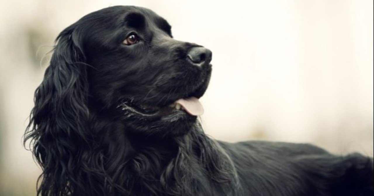 うつ病になった黒い犬 Taka Note