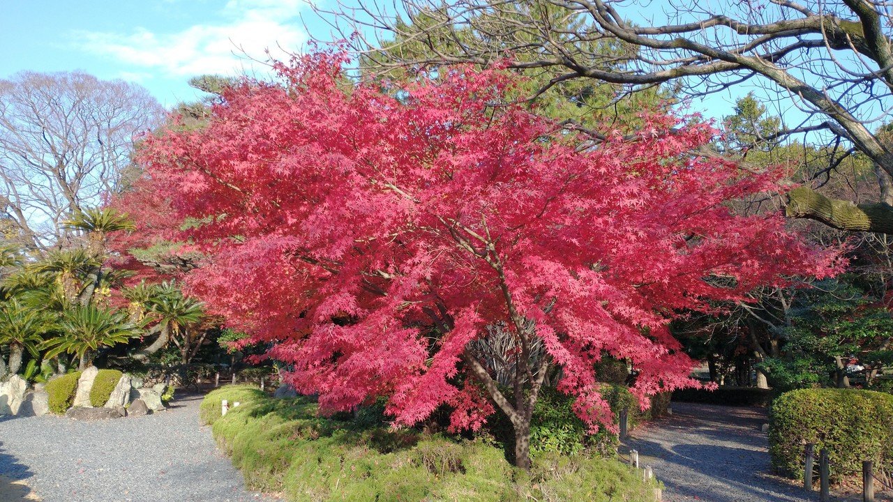 名古屋城 二の丸庭園と紅葉 Tak1974 Note 名古屋城 二の丸庭園と紅葉 Tak1974 Note