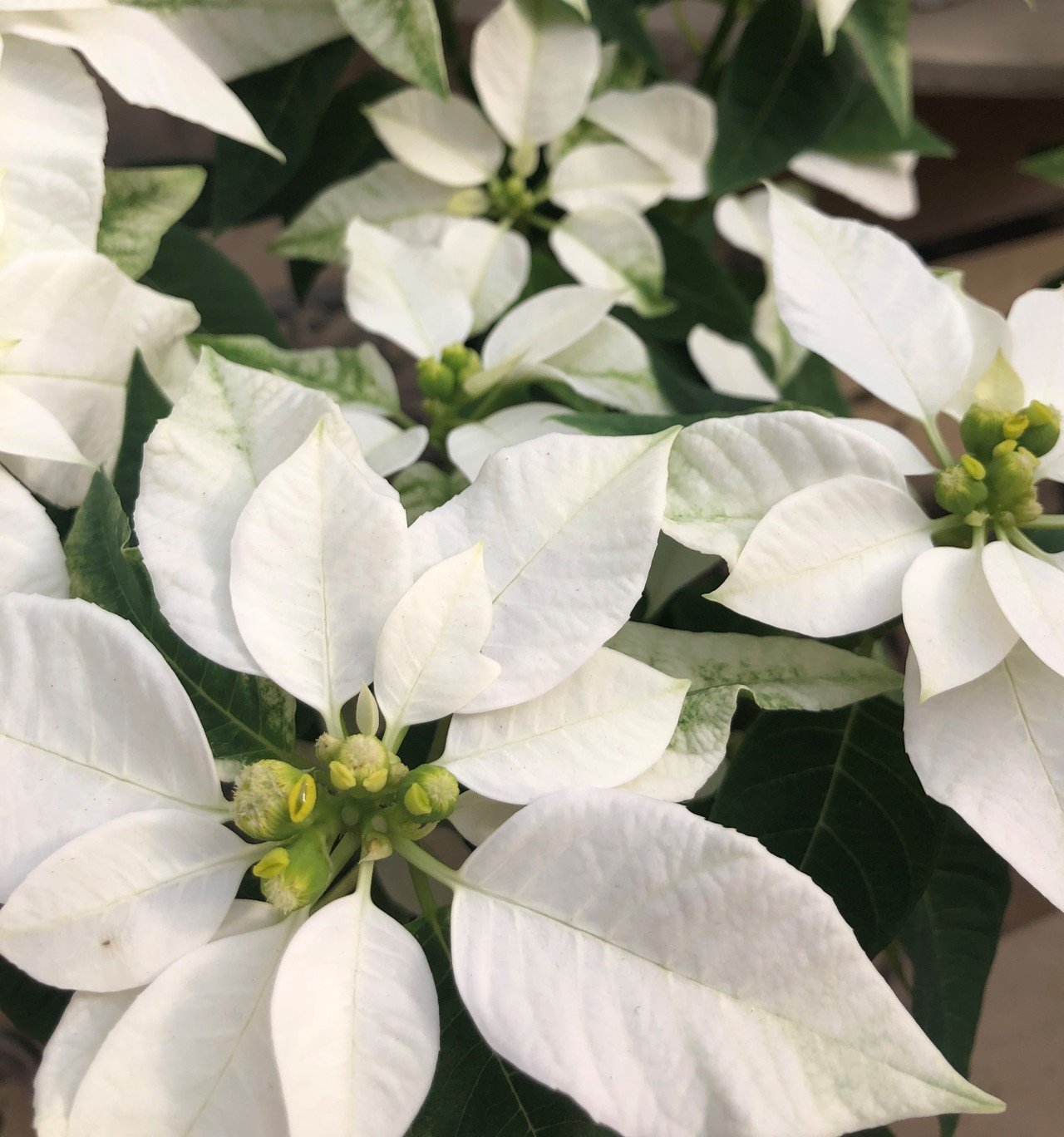 花図鑑 ポインセチア はこねフローリスト Note 花図鑑 ポインセチア はこねフローリスト Note