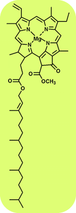 chlorophyl クロロフィルaの構造