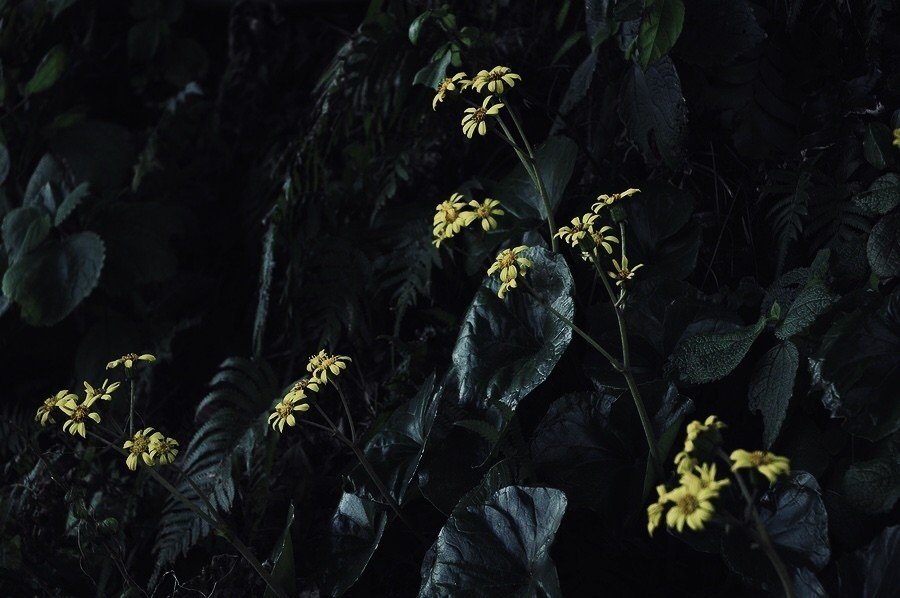 石蕗の季節になりました これから梅も咲く頃だなぁと思うとちょっと嬉しいです 好きな花が咲く時期なので 久々に外に出ようかな ゆかり Note