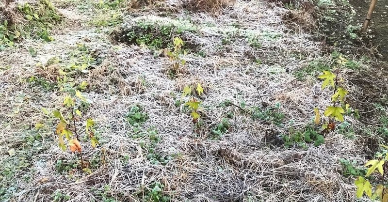 畑には 朝 霜が降りる それが冬の風景 里山暮らしの宝もの Note 畑には 朝 霜が降りる それが冬の風景 里山暮らしの宝もの Note