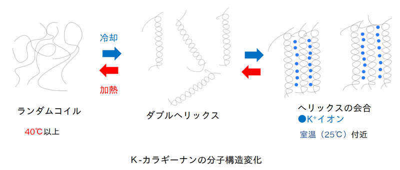 カラギーナンの分子構造変化