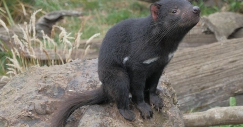 タスマニアの野生動物が怖い オーストラリアの秘境 シンヤ ワーホリ 世界一周 Note タスマニアの野生動物が怖い オーストラリアの秘境 シンヤ ワーホリ 世界一周 Note