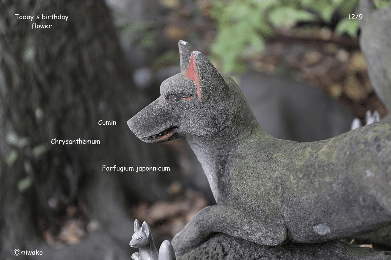 誕生花12 9 Miwako Note