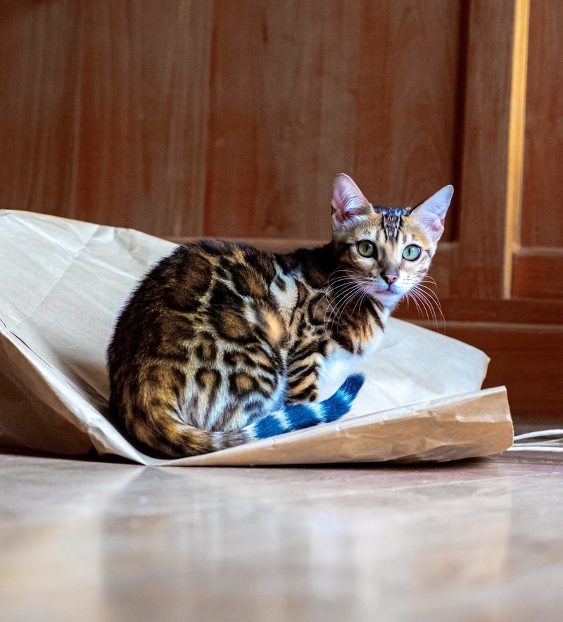 ねこ獣医目線のベンガル Dr O Note ねこ獣医目線のベンガル Dr O Note