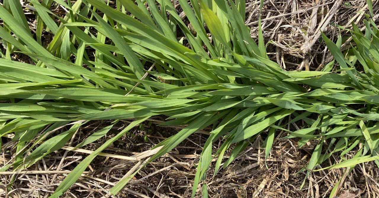 Vol 55 麦踏みとは 麦踏みする理由 ころのにわ 自然菜園 Note Vol 55 麦踏みとは 麦踏みする理由 ころのにわ 自然菜園 Note