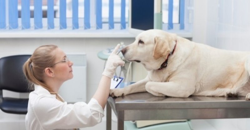 犬の健康診断のメリット3つ 犬の飼い主サポートのplam Note 犬の健康診断のメリット3つ 犬の飼い主サポートのplam Note