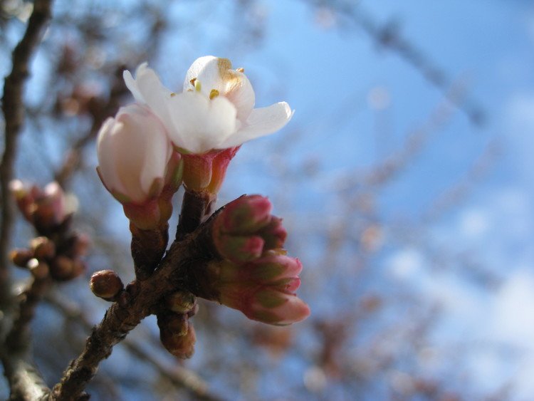 梅ではなく，桜。四季桜の系統はこんな時期でも花開くのですね。