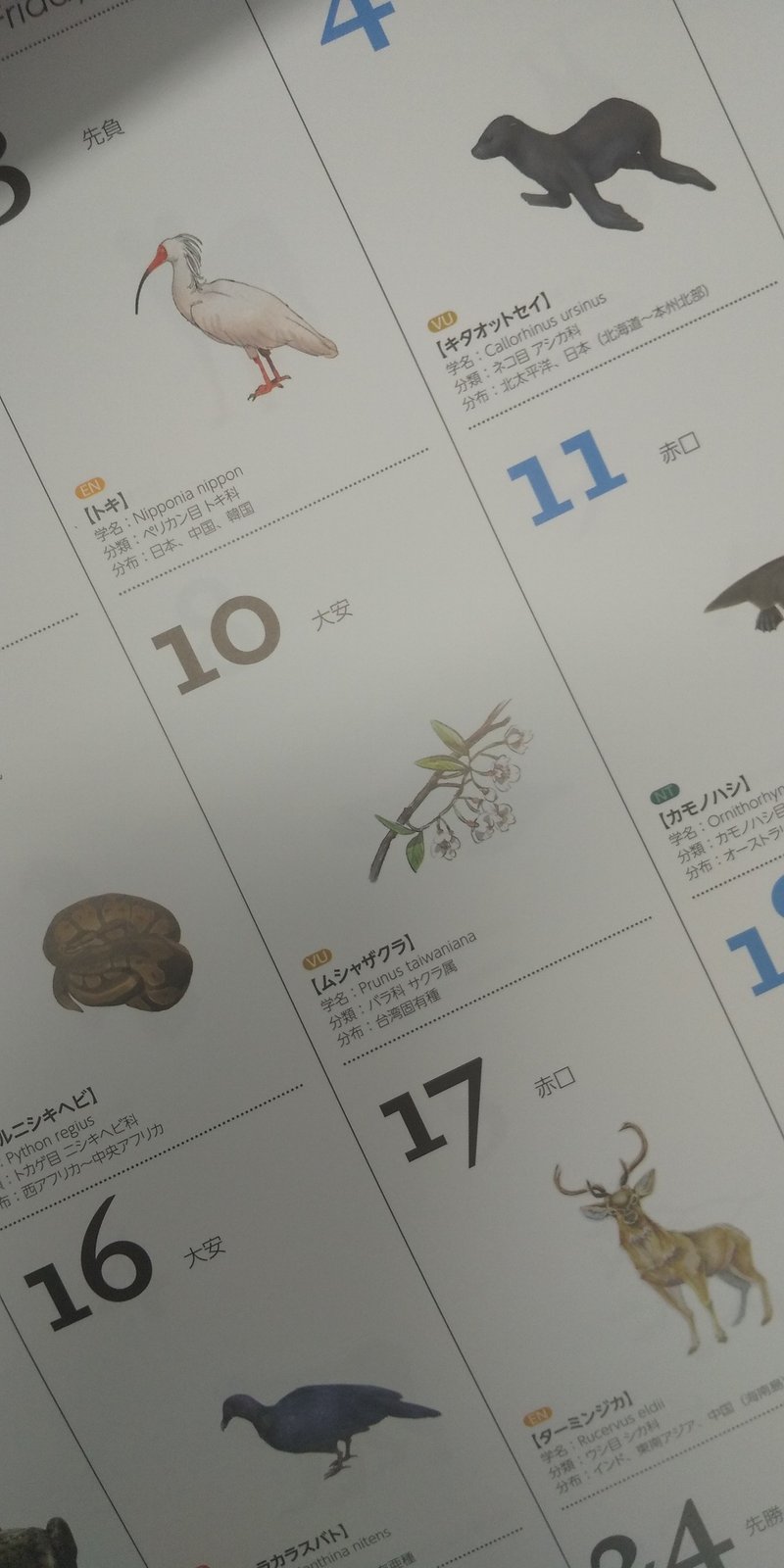 相変わらず絶滅危惧種カレンダーが好きなんです あべみょん Note 相変わらず絶滅危惧種カレンダーが好きなんです あべみょん Note