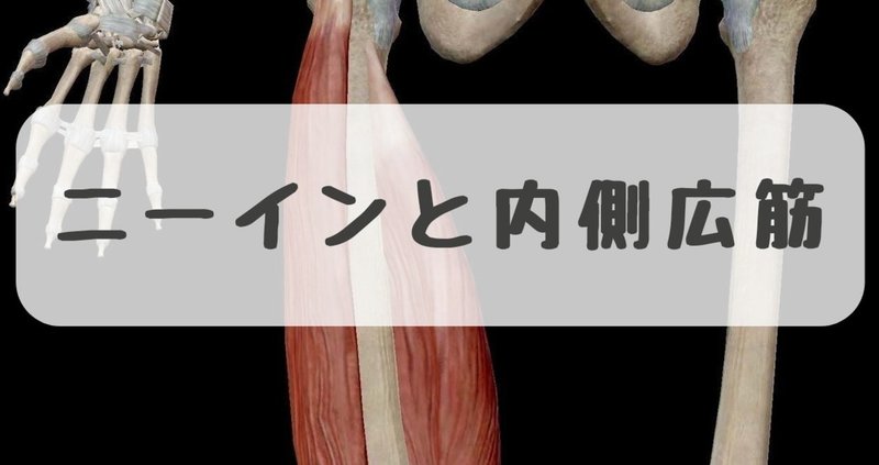 膝の痛みの原因にもなる ニーイン 膝の外反 が起こるメカニズム 中殿筋からの運動連鎖と内側広筋編 だーまえ Note